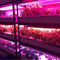 El crecimiento vegetal 1W SMD 3030 740nm 745nm LED crece el microprocesador ligero